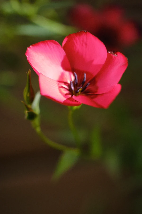 A macro shot of a small red flower in the garden, shallow depth-of-field
